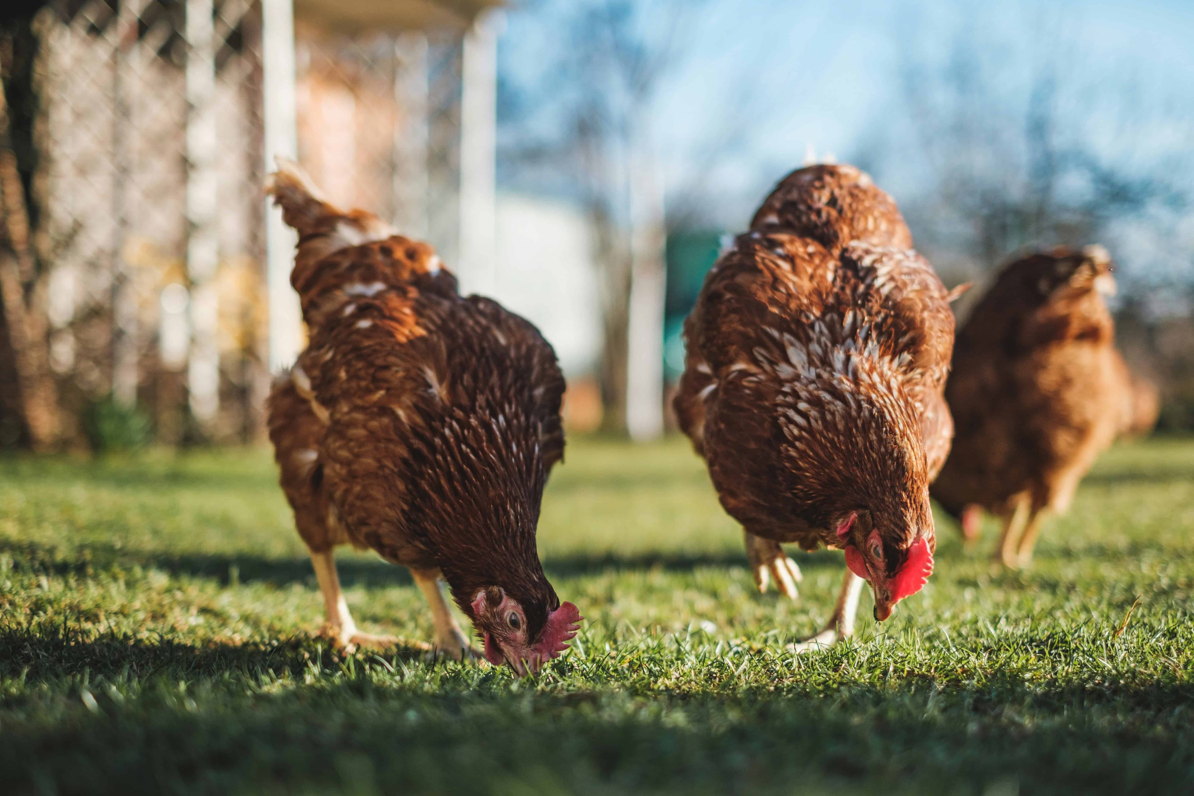 Chickens in a green field