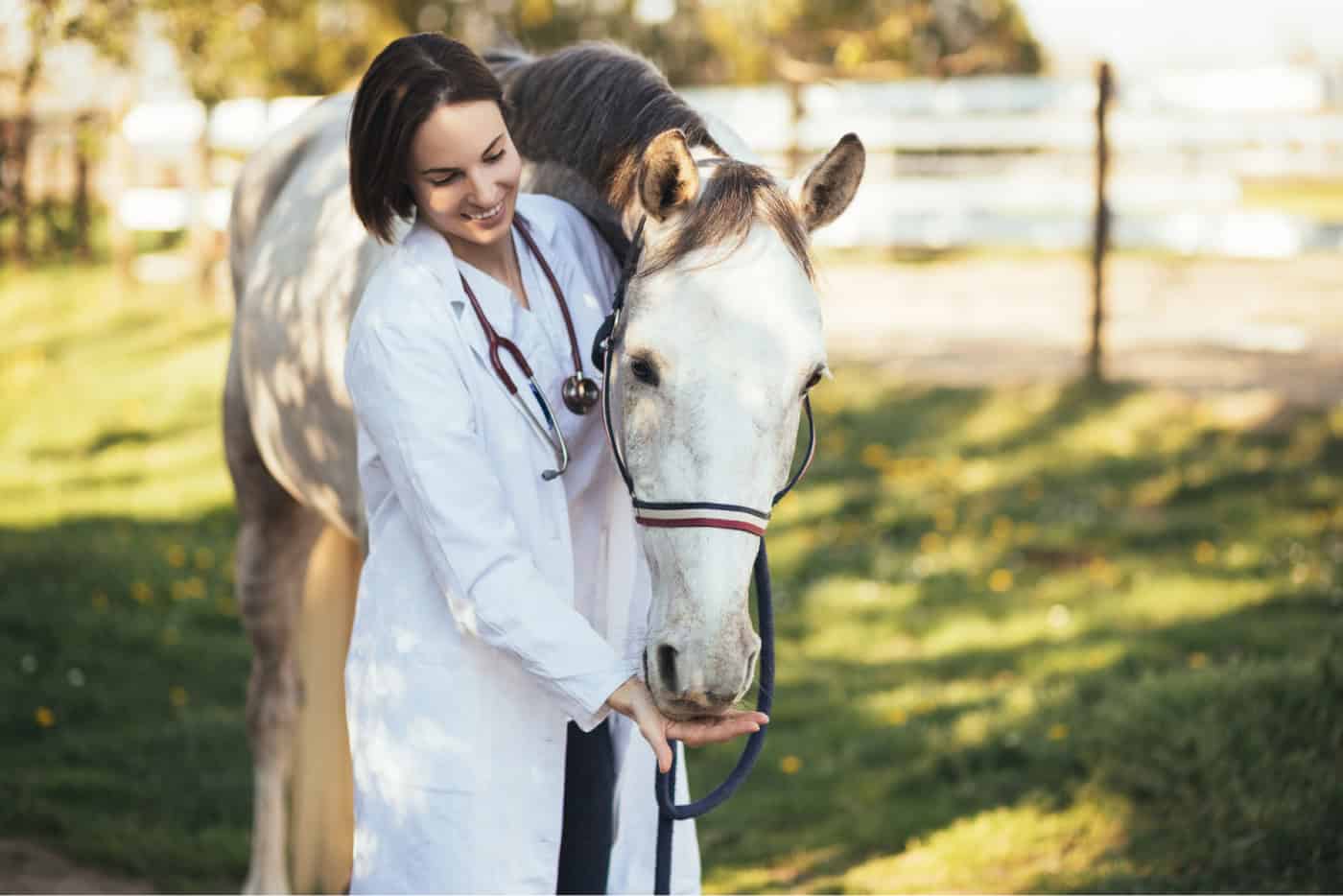 Equine Medical Solutions imagery
